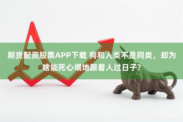 期货配资股票APP下载 狗和人类不是同类，却为啥能死心塌地跟着人过日子?
