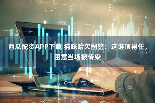 西瓜配资APP下载 猫咪哈欠图鉴：这谁顶得住，困意当场被传染